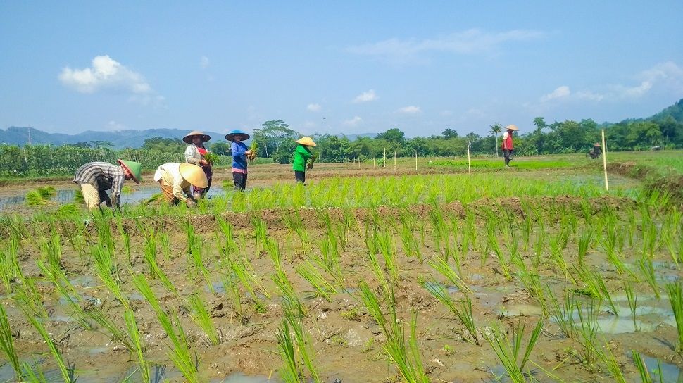 2 4 Juta Petani Miskin Bakal Dikasih Duit Rp 600 Ribu