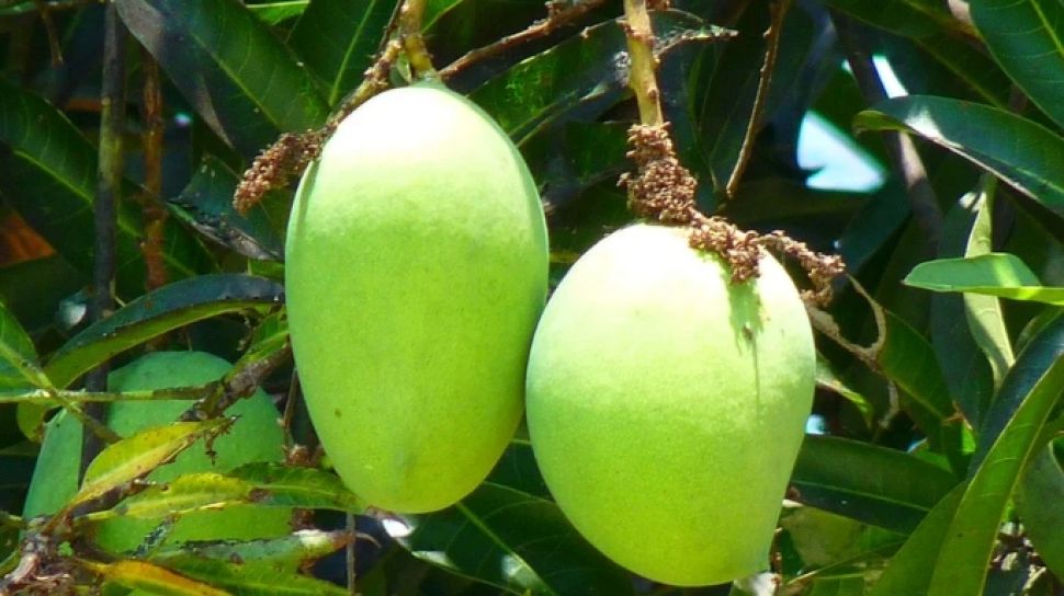 Ada Pohon Dipenuhi Buah Mangga Rimbun Bikin Warganet Ngiler