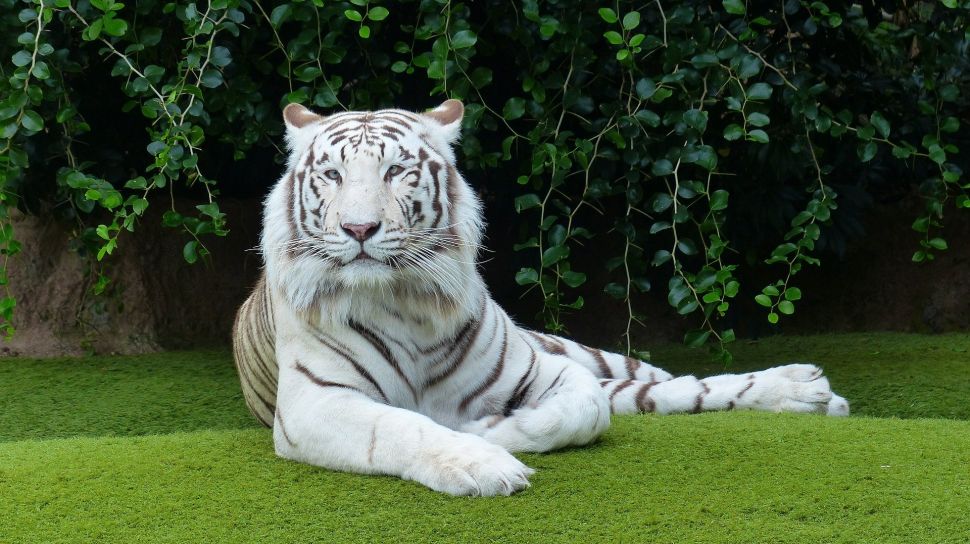 Harimau benggala putih