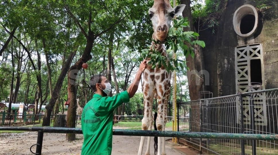 Taman Margasatwa Ragunan Dibuka 20 Juni Pengunjung Harus Daftar Online<script async src=