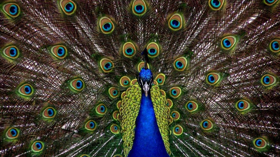 6000 Koleksi Gambar Burung Merak Terbesar Gratis Terbaru