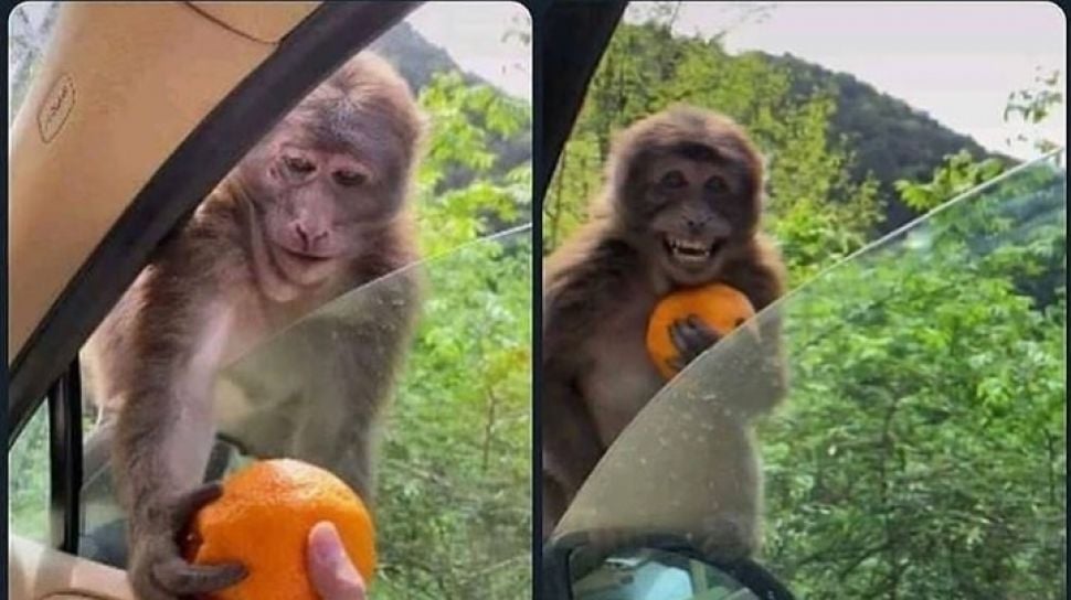 Viral Monyet Senyum  saat Diberik Jeruk Bikin Warganet Meleleh