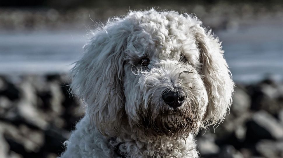 For the sake of dog comfort, this woman is ready to book all airports in business class