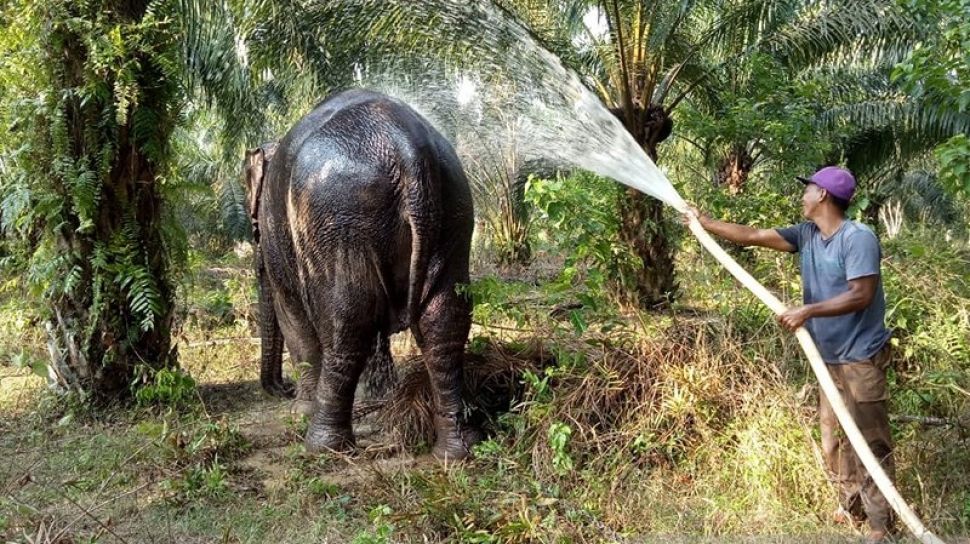 Berusia 50 Tahun Seekor Gajah Sumatera Dievakuasi Dari Rohil