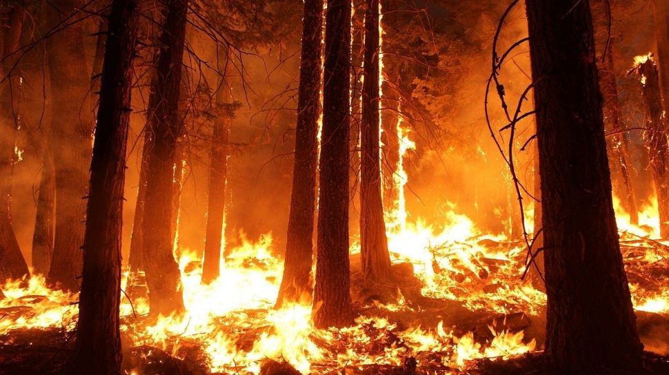 Kebakaran turki Hutan di