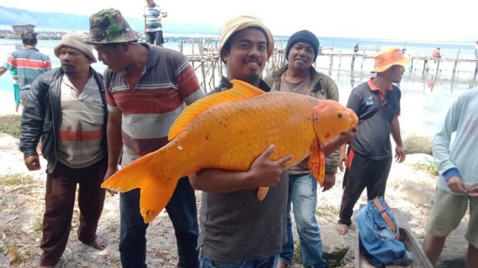 Viral Temuan Ikan Mas Jumbo  di Danau Toba Warganet Malah 