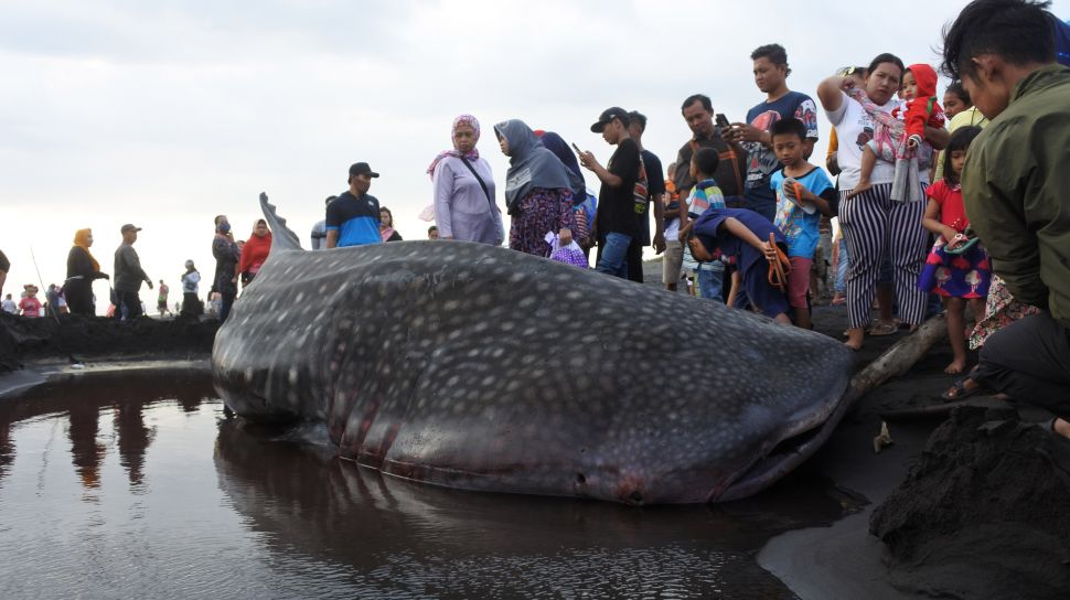 Sejumlah warga melihat seekor Hiu Paus atau Hiu Tutul (Rhincodon typus) yang mati terdampar di Pantai Paseban, Kencong, Jember, Jawa Timur, Minggu (30/8/2020).  [ANTARA FOTO/Seno]