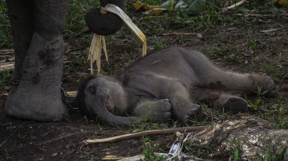  Gajah  Nia Melahirkan  Anak 14 Tahun Lalu Kena Jerat 