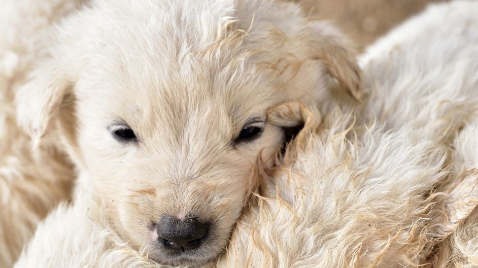 Langka! Anak Anjing Lahir Berbulu Hijau