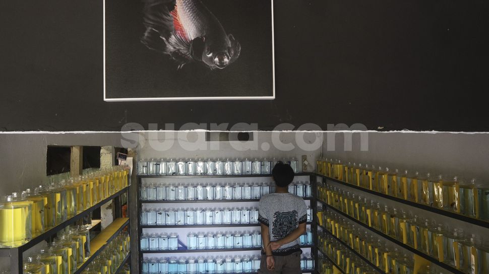 Penjualan Ikan Cupang Hias Meningkat Selama Pandemi
