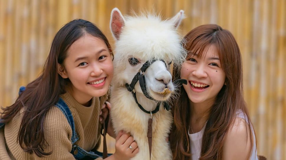 Lihat Alpaca Sampai Panjat Tebing Ini Wisata Seru di Tangerang