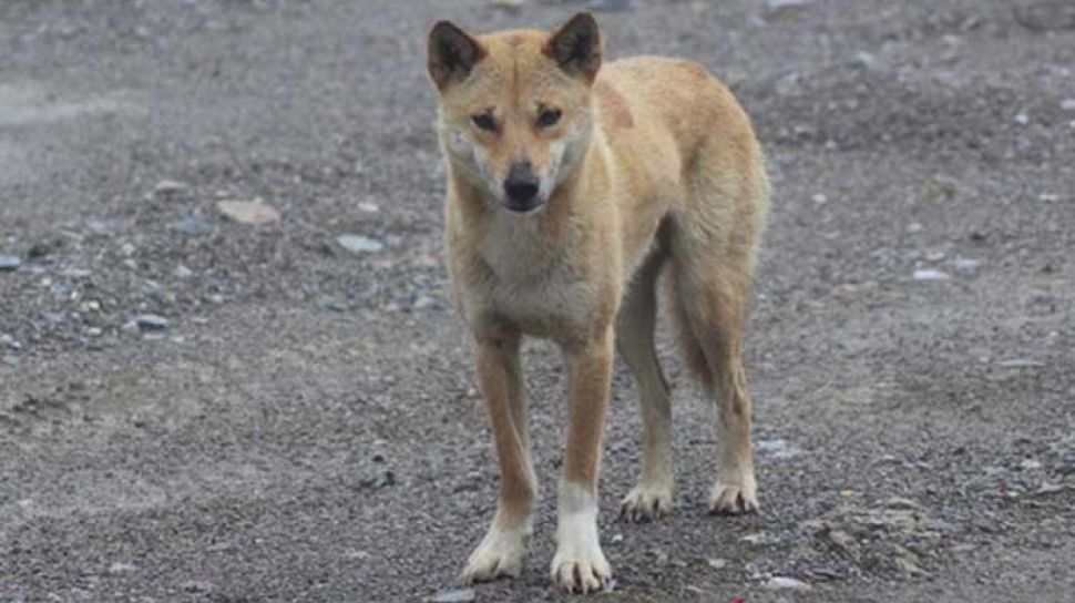 Penelitian 'Anjing Bernyanyi' di Pegunungan Papua Berlanjut - Suara Riau