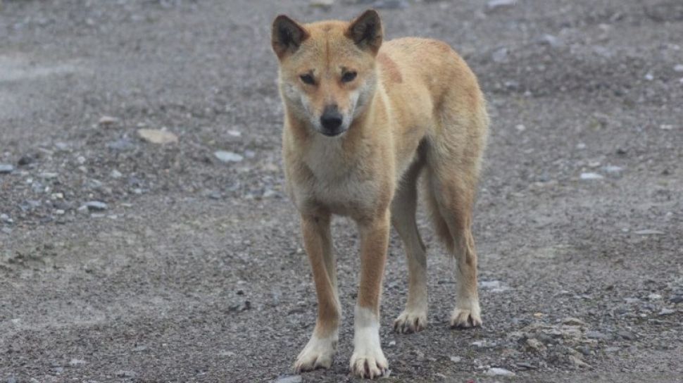 Anjing Bernyanyi di Dataran Tinggi Papua Menarik Perhatian Para Peneliti