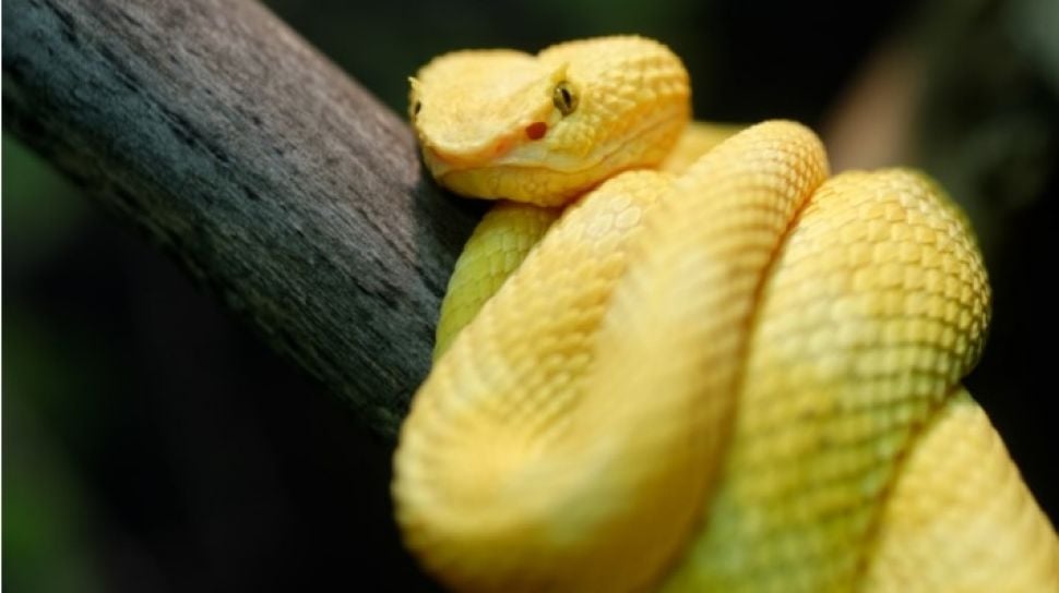 ♖ Arti mimpi ketemu ular kuning