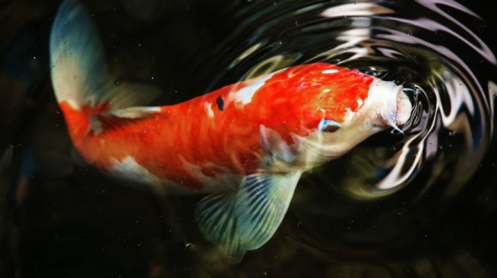 Bikin Ngelus Dada, Orang Ini Nekat Goreng Ikan Koi karena Penasaran