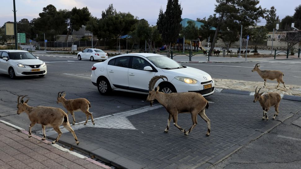 Nubian ibexes, sejenis kambing gurun berkeliaran di jalan selama masa karantina nasional karena krisis pandemi COVID-19 di kota Mitzpe Ramon, Israel selatan, pada (4/2/2021). [MENAHEM KAHANA / AFP]