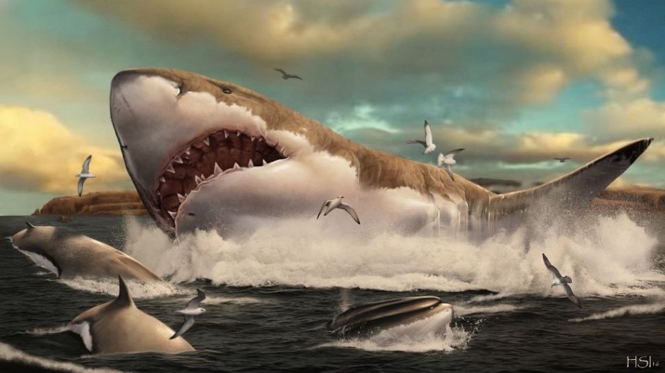 An illustration of the giant extinct shark species Otodus rastrosus, estimated to be the largest fish that ever lived, as it attacks a pod of dolphins.