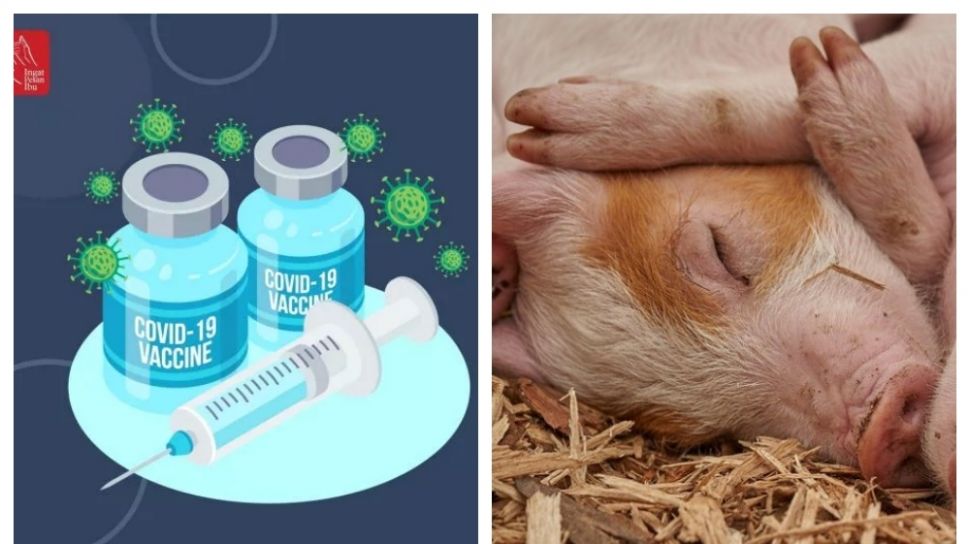 Apakah vaksin mengandung babi