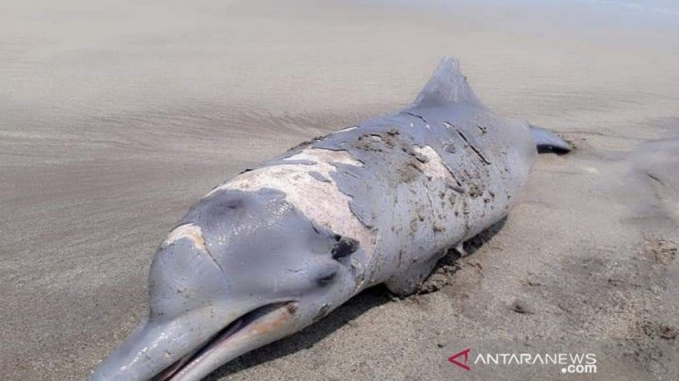 Lumba-Lumba Hidung Botol Ditemukan Mati di Pantai, Ini Kejadian Langka