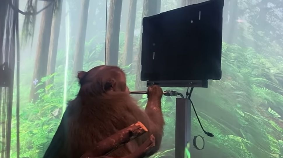 Brain Chiped by Elon Musk, This Monkey Playing Games Telepathically