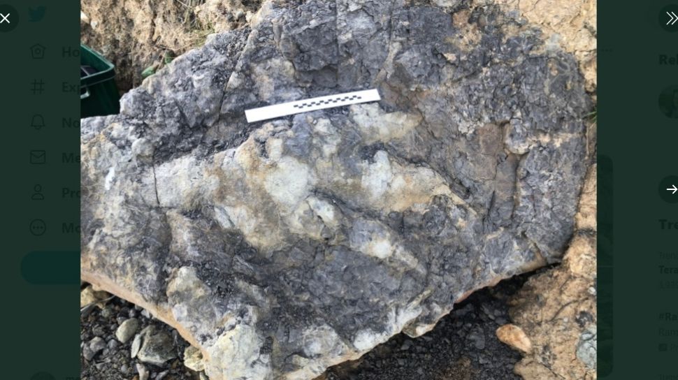 Largest Dinosaur Footprint Found in England