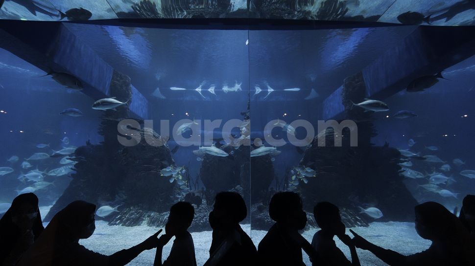 Pegunjung melihat ikan di Jakarta Aquarium dan Safari, Jakarta, Rabu (21/4/2021). [Suara.com/Angga Budhiyanto]