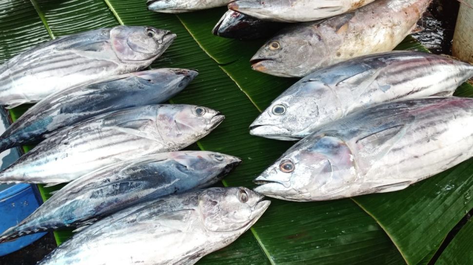 Musim Angin Timur Harga Ikan Cakalang Tembus Rp 130 Ribu Per Ekor