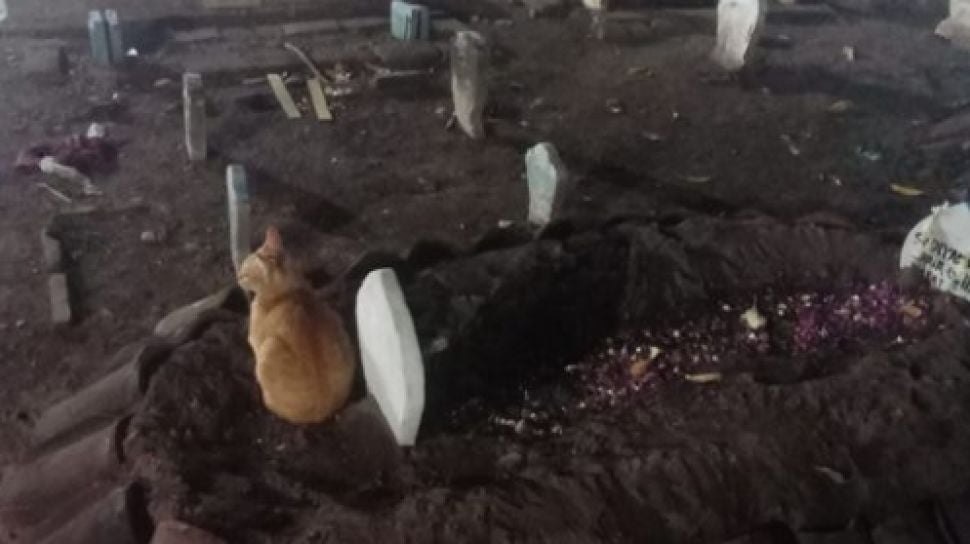 Viral Kucing Duduk di Atas Kuburan Majikan, Netizen: Begitu 