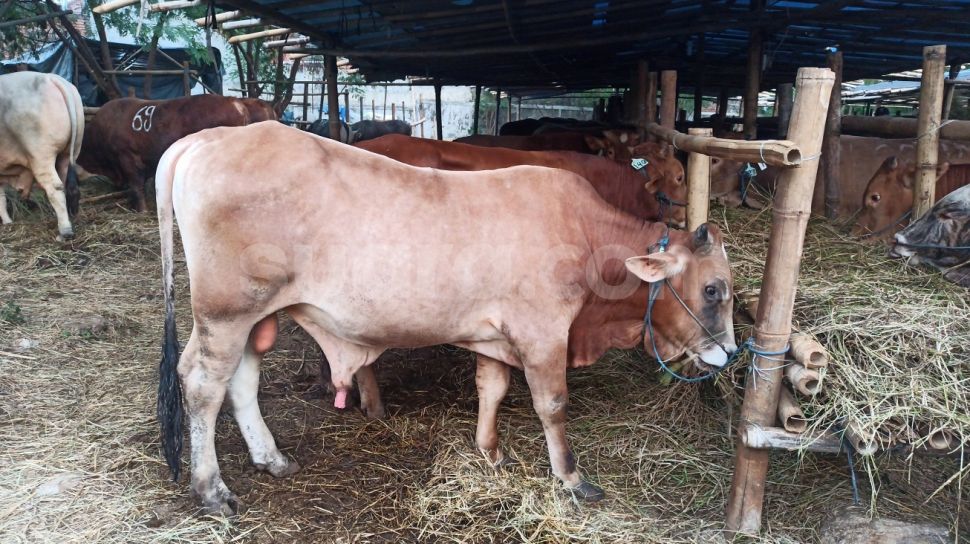 Presiden Jokowi Kurban Sapi di Kubu Raya Kalbar, Beratnya Hampir 1 Ton