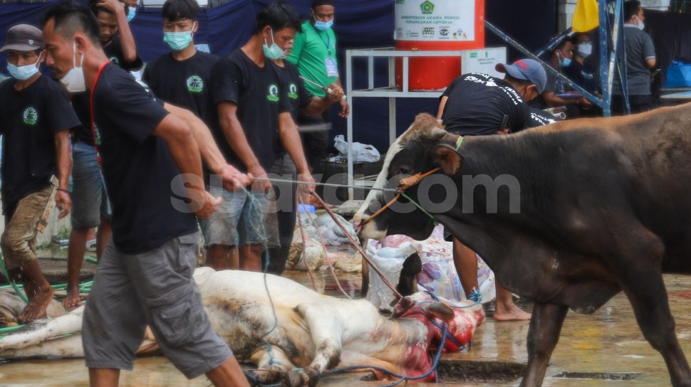 Petugas saat akan melakukan pemotongan hewan kurban untuk hari raya Idul Adha di Masjid Agung Al Azhar, Jakarta Selatan, Rabu (21/7/2021). [Suara.com/Alfian Winanto]