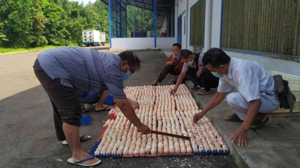 Puluhan Ribu Telur Ayam di Sukabumi Dimusnahkan Gara-gara Ini - Suara Jabar