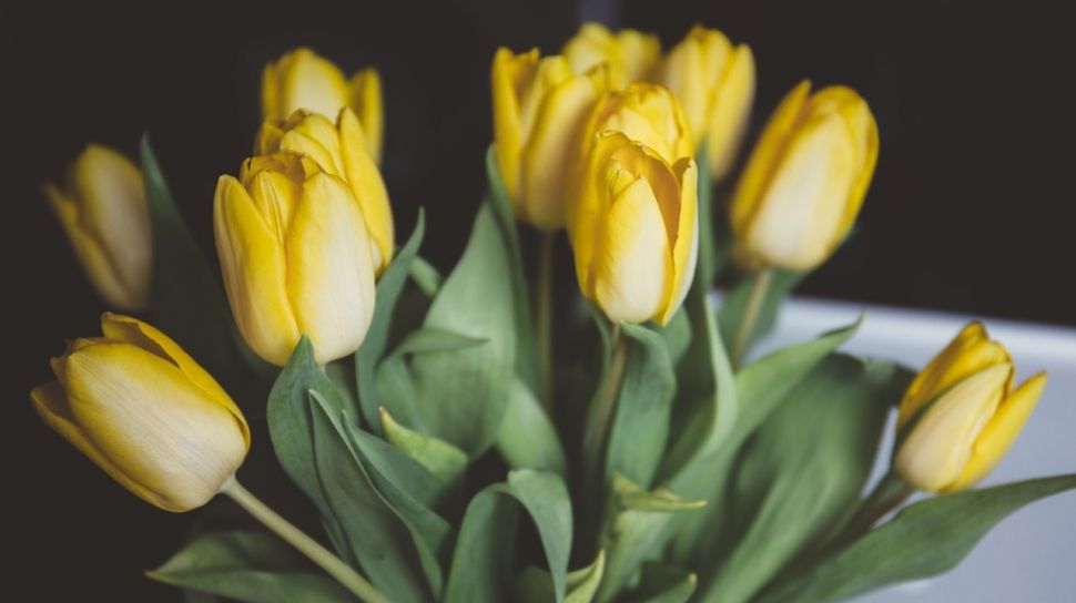7 Fakta Menarik Bunga Tulip Ternyata Kelopaknya Bisa Dimakan