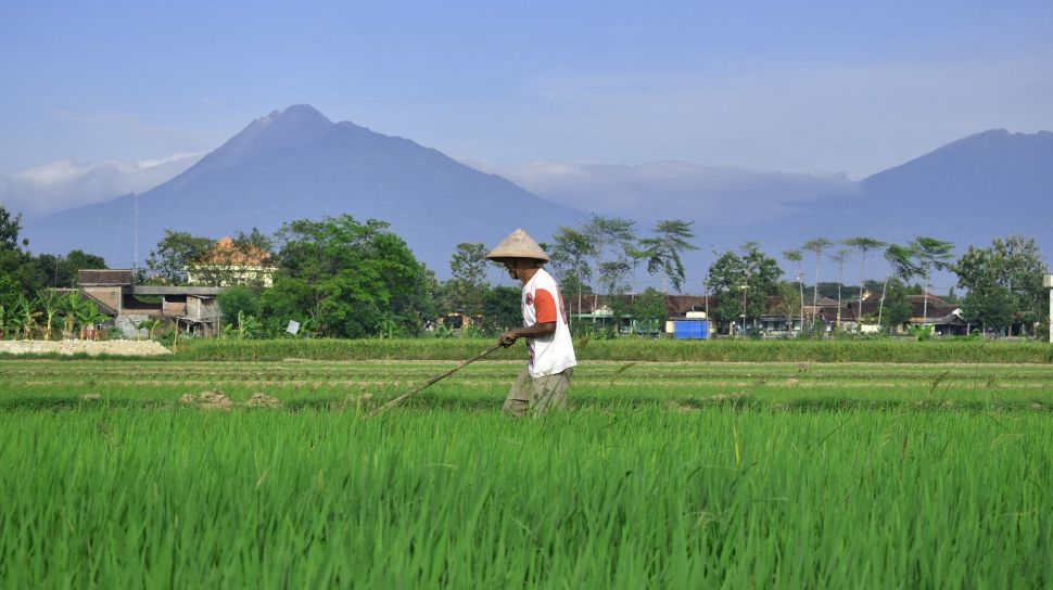 Salah satu alasan indonesia dikenal sebagai negara agraris yaitu