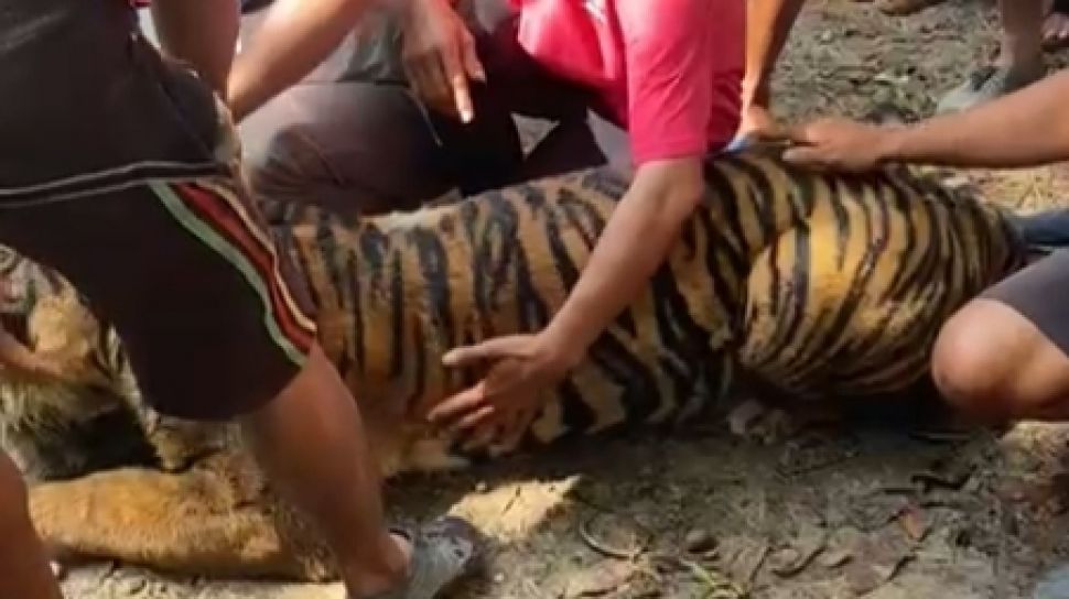 Ditemukan Dalam Kondisi Lemas Karena Dehidrasi Harimau Sumatera Di Pasaman Akhirnya Mati Suara Sumbar