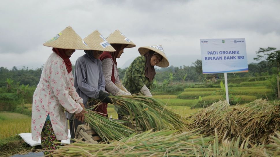 Dukung Ketahanan Pangan Nasional Bri Gelar Seminar Online Bertema Bisnis Padi Suara Lampung