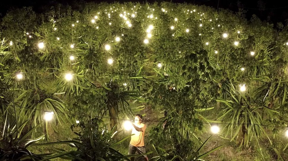 Petani mengecek kebun buah naga yang disinari lampu di Purwoharjo, Banyuwangi, Jawa Timur, Minggu (29/8/2021). [ANTARA FOTO/Budi Candra Setya]