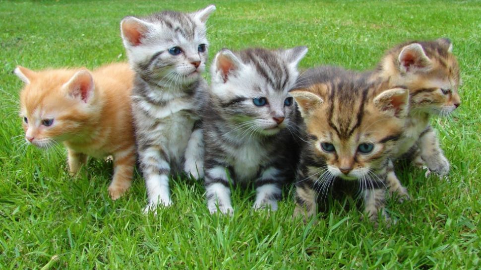 Puluhan Juta Hingga Milyaran, Ini Dia 12 Ras Kucing Termahal di Dunia
