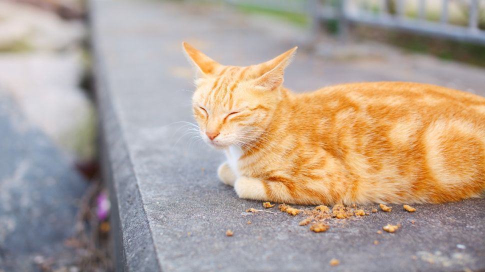 4 Ciri-ciri Kucing Mau Mati, Pemilik Anabul Wajib Siapkan Hati dan 