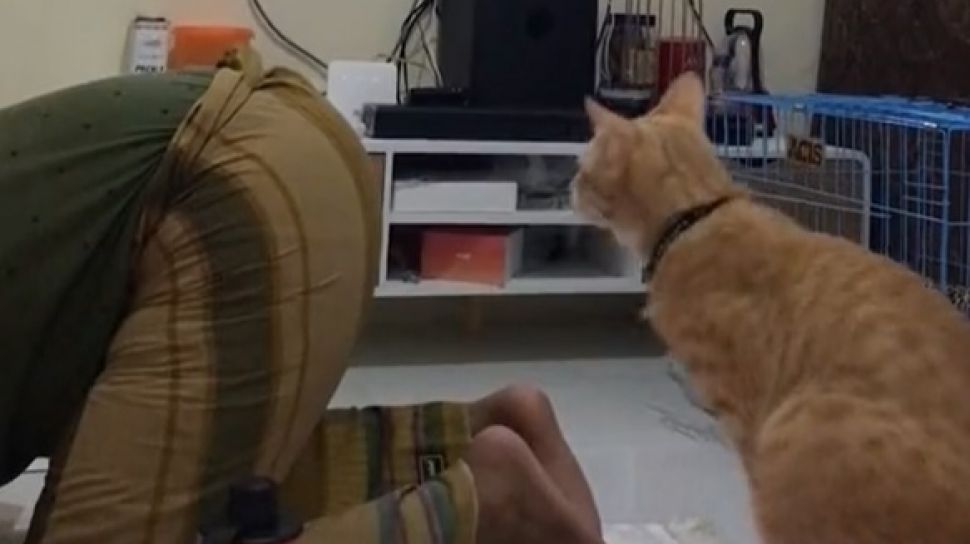 Viral Aksi Kucing Oren saat Owner Sedang Sujud Salat, Ditonton 12 