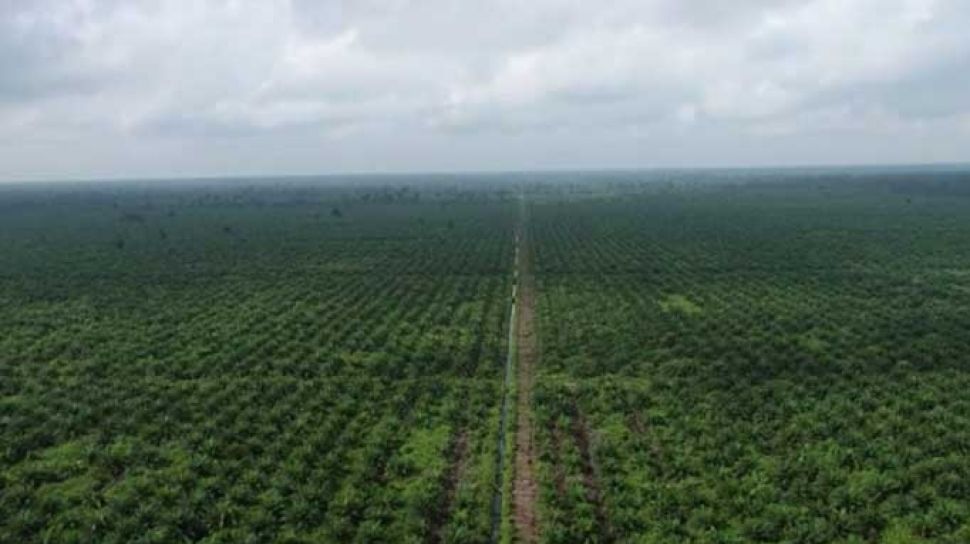 L’huile de palme est supérieure aux autres huiles végétales