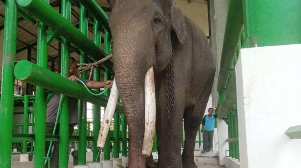 Tak Bisa Buang Angin, Gajah Jinak di PLG Way Kambas Sakit Kembung