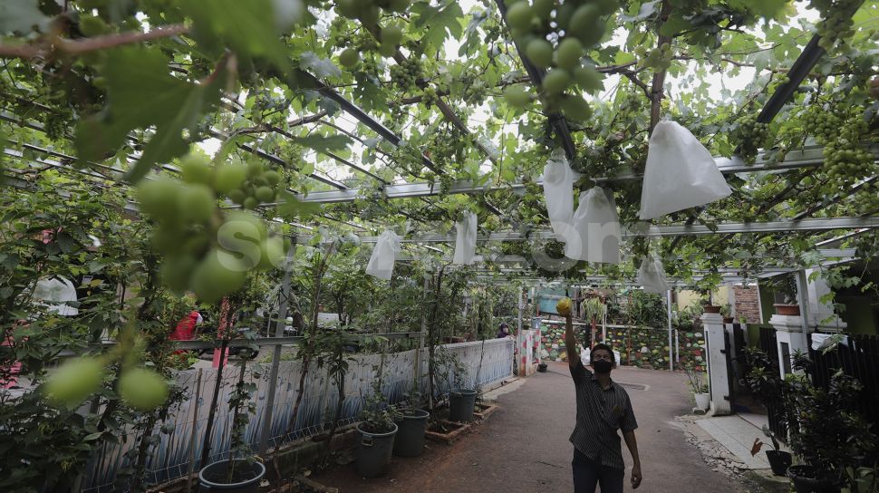  Gang  di Kelurahan Munjul Disulap Menjadi Kebun Anggur
