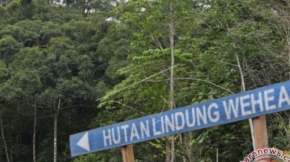 Hutan Lindung Pengertian Status Fungsi Kawasan Di Ind