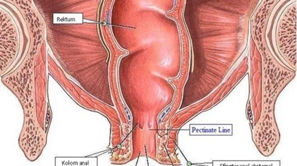 Anus sistem pencernaan manusia