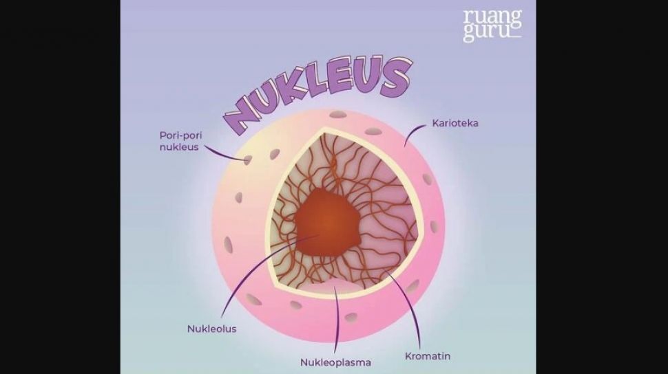 Hewan fungsi nukleolus pada sel Fungsi Nukleus