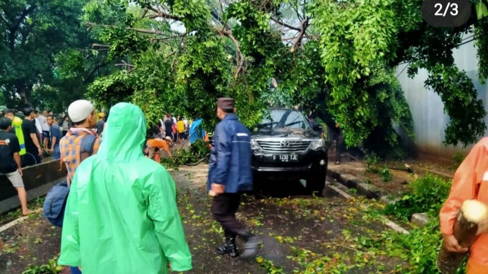 Pohon Tumbang Di Kawasan Jakbar Timpa Mobil Dan Menutup Ruas Jalan