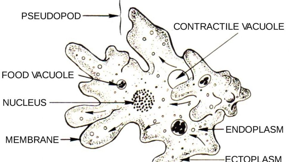 Protozoa yang bergerak dengan pseudopodia digolongkan dalam kelas