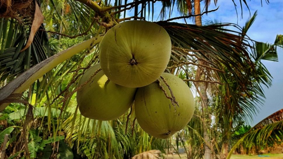 Batang batang panjang pohon kelapa lirik