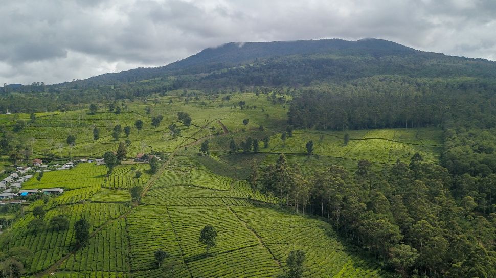 Perkebunan Teh Di Jawa Barat Menjadi Yang Terluas Di Indonesia