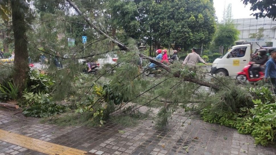 Tiga Kendaraan Tertimpa Pohon Tumbang Di Jalan Diponegoro Bandung